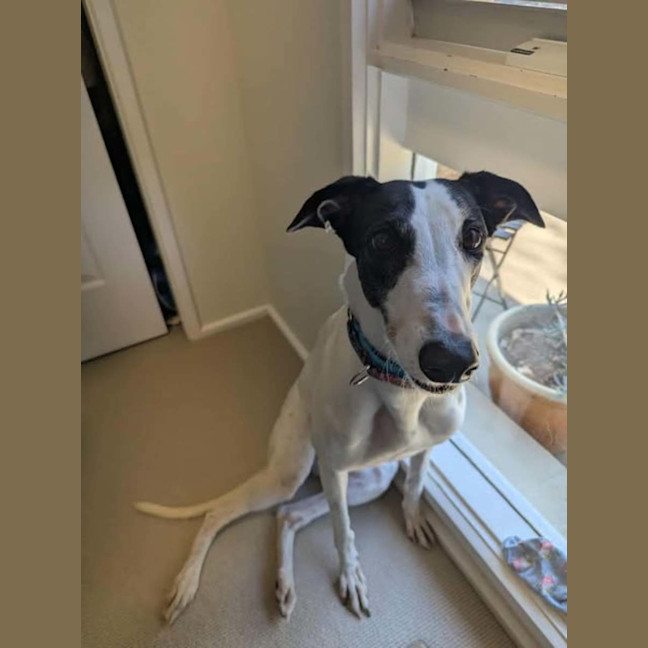 Photo of Dot, The Greyhound