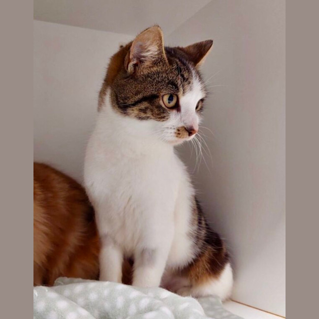 Photo of Sydney And Phoenix