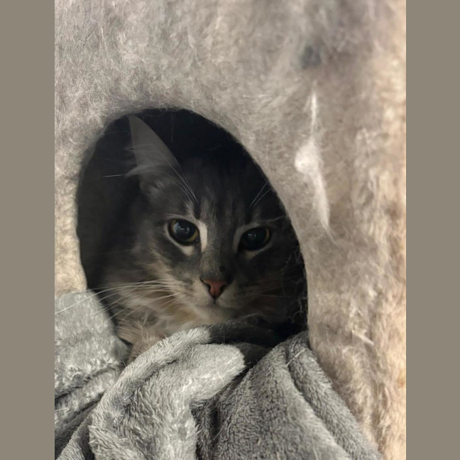 Photo of 🐭 Stevie 🐭