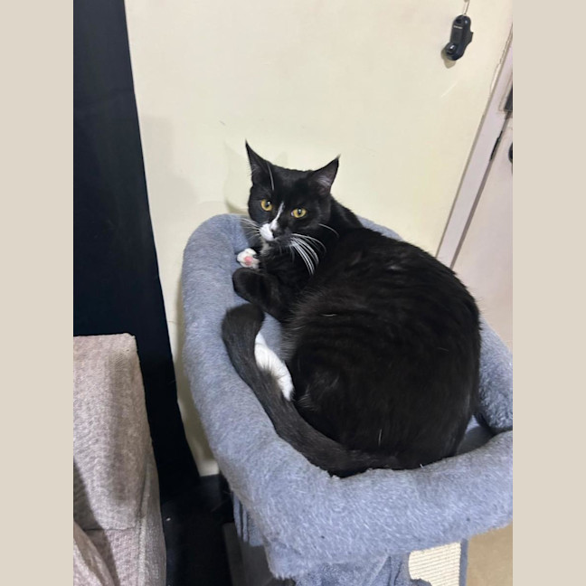 Photo of Socks