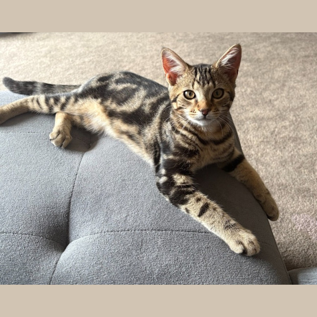 Photo of Bailey   Reduced Adoption Fee $200