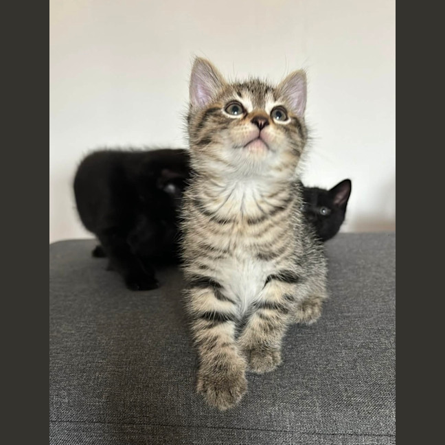 Photo of Twix 