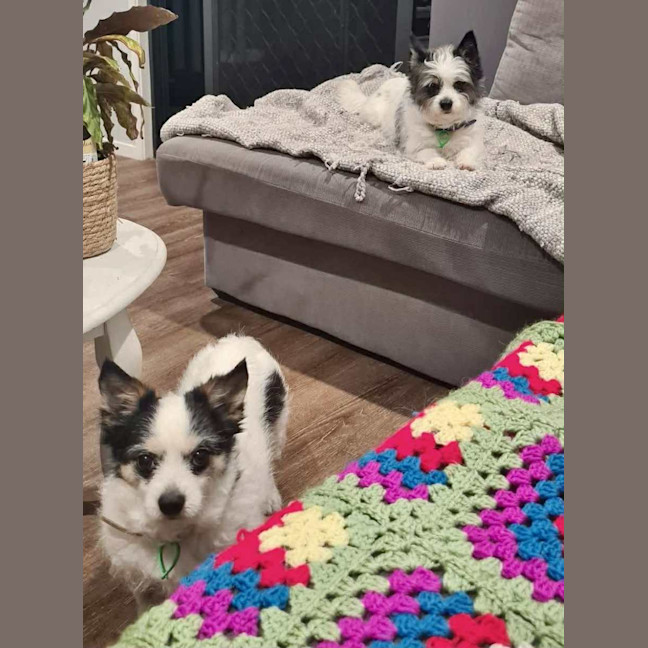 Photo of Scruffy And Bozzi