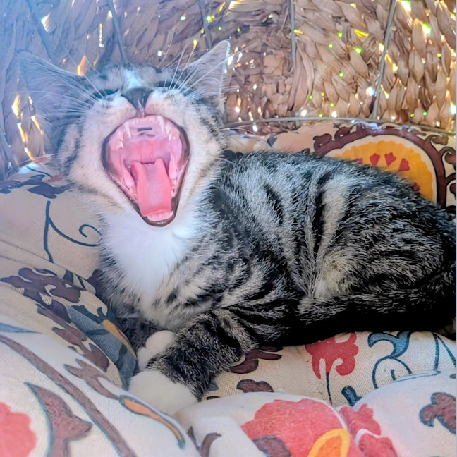 Photo of Timmy
