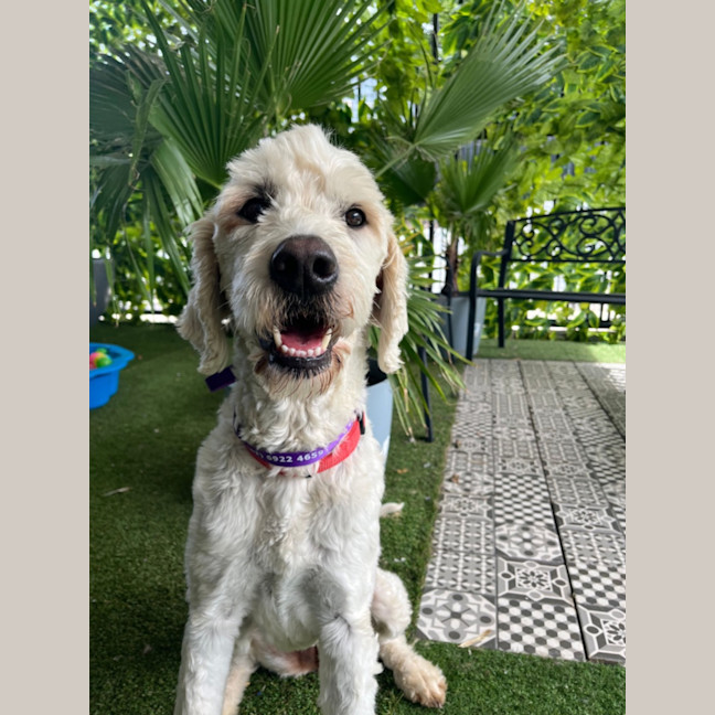 Photo of Daisy