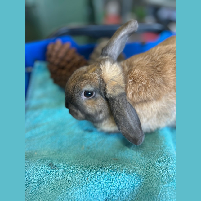 Photo of Wilbun