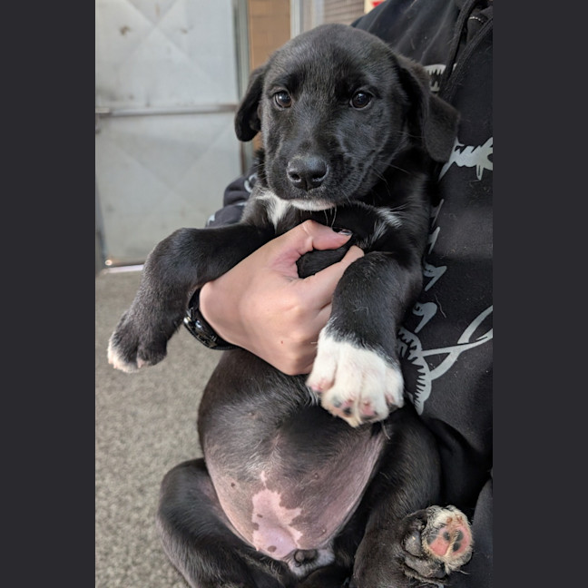 Photo of Luna