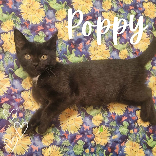 Photo of 🖤 Poppy 🖤