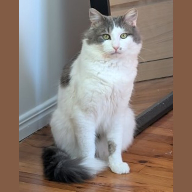 Photo of Smokey