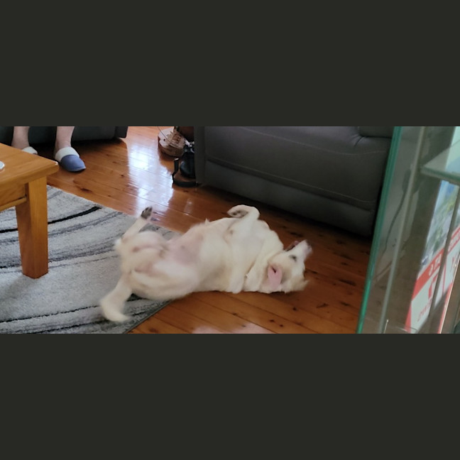 Photo of Possum 💜