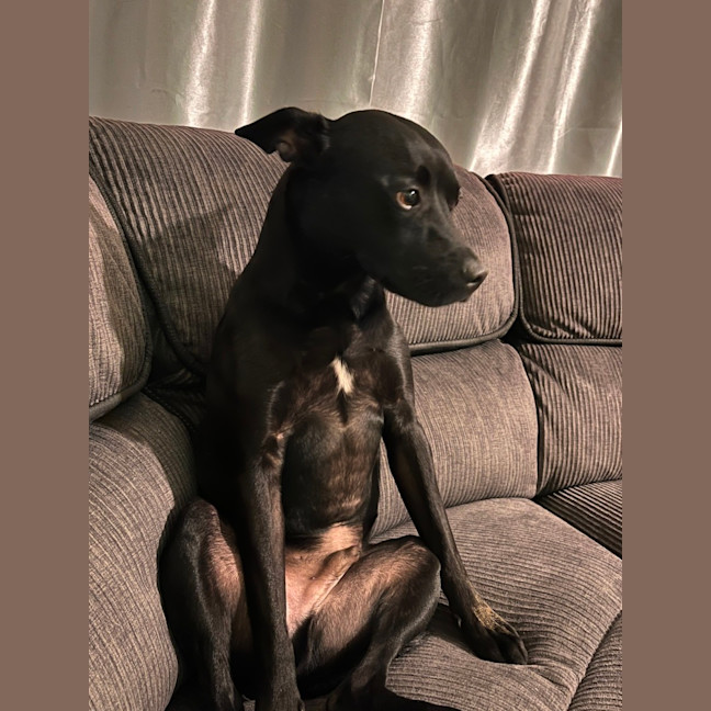 Photo of Remy   2 Year Old Staffy X Kelpie