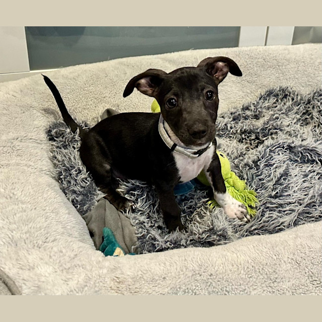 Photo of Zulu