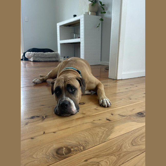 Photo of Tess   5 Year Old Mastiff X Staffy