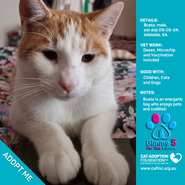 Photo of Busta Just $100 Limited Time!