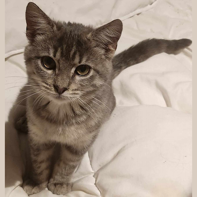 Photo of Tigger