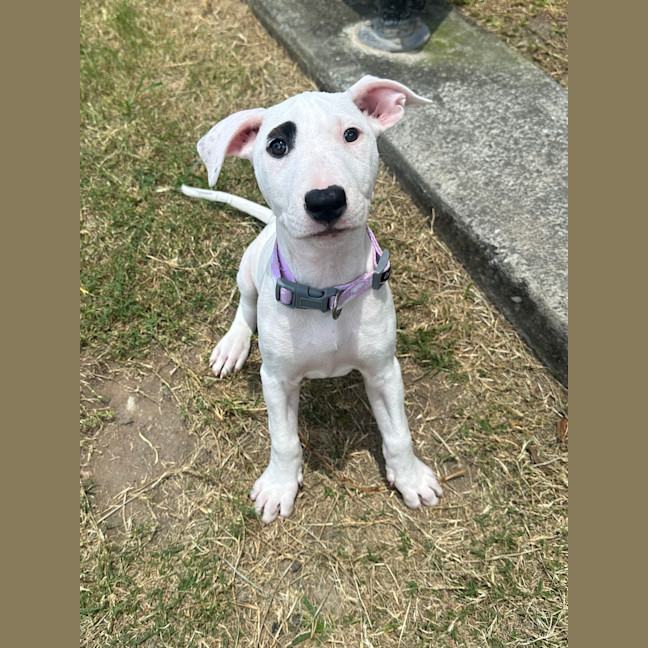 Photo of Sadie 