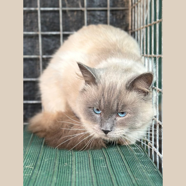 Photo of Lucky Charms