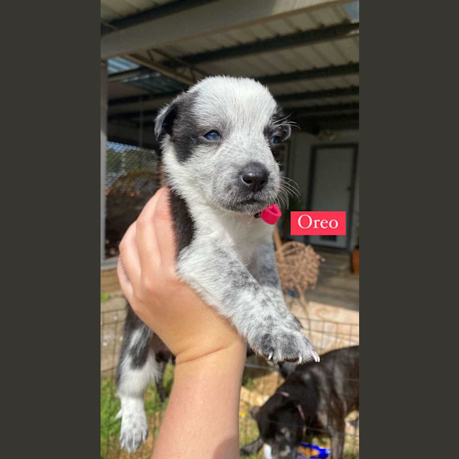 Photo of Oreo   8 Week Old Kelpie X (Trial)