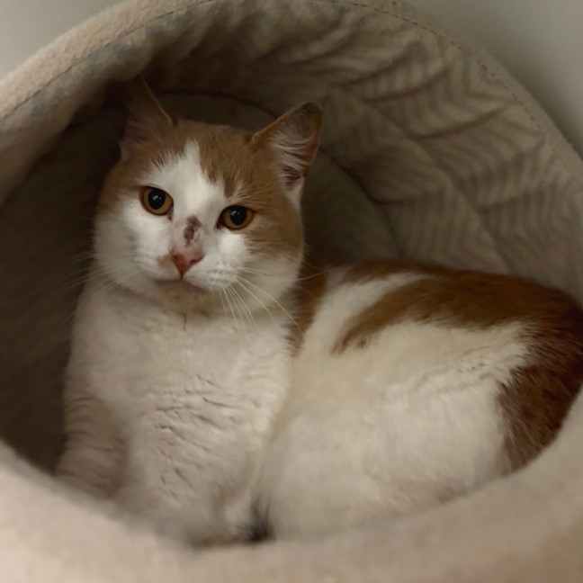 Photo of Waffles