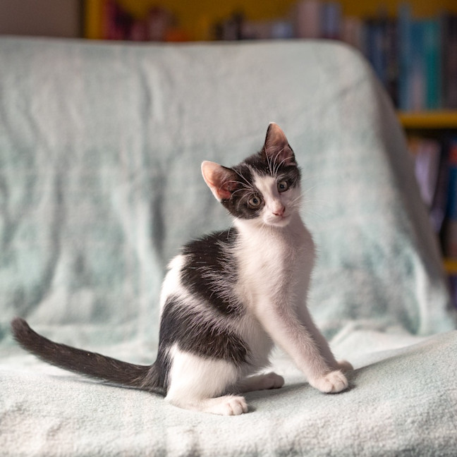 Photo of Finch