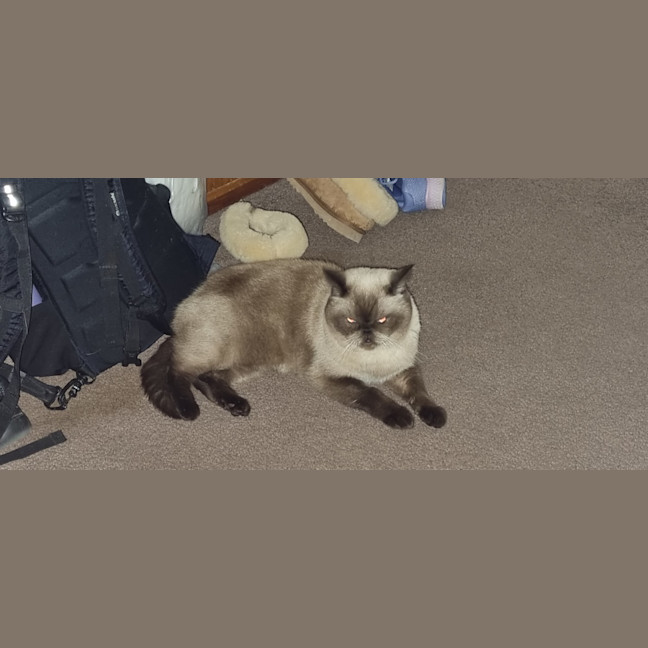 Photo of Mocha
