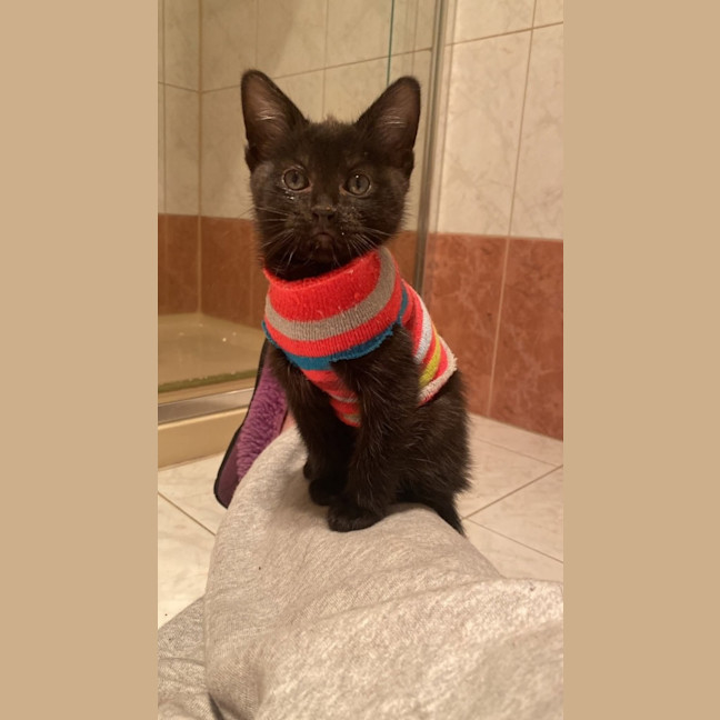 Photo of Abatha   In Foster Care In Greensborogh