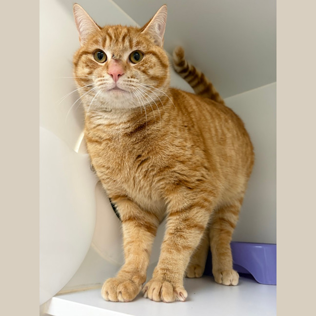 Photo of Dexter
