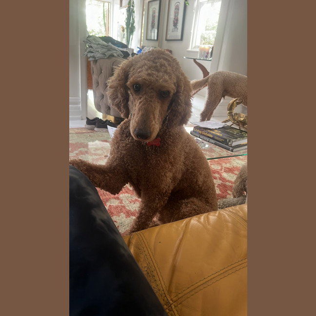 Photo of Ruby
