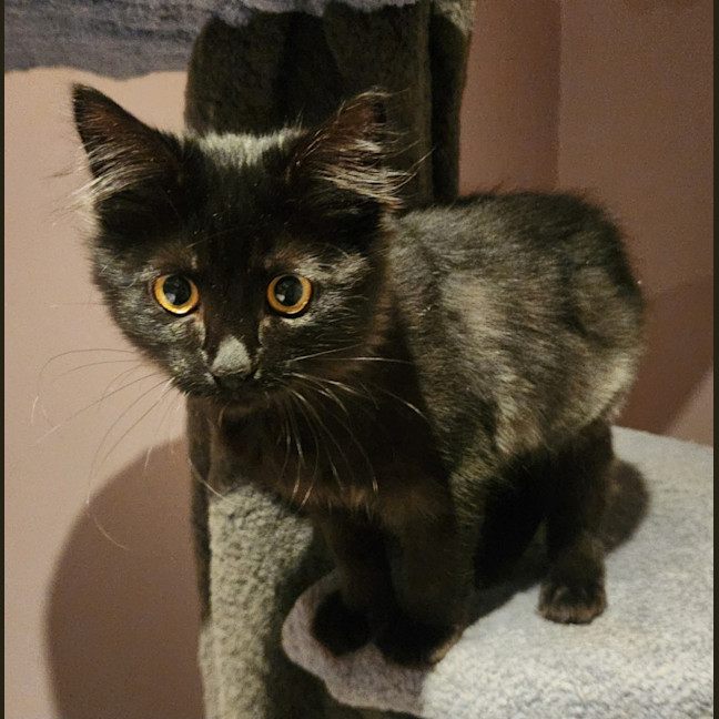 Photo of Luca (In Foster Care In Templestowe)