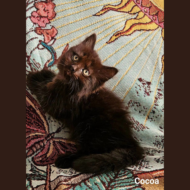Photo of Cocoa