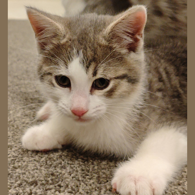 Photo of Pickle