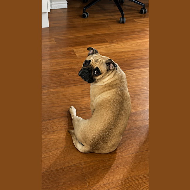 Photo of Bindi   3 Year Old Pug X Frenchie