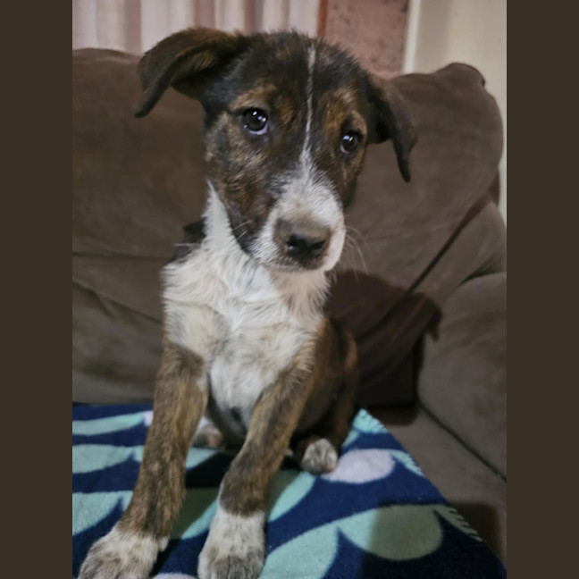 Photo of Wolfie Kids 