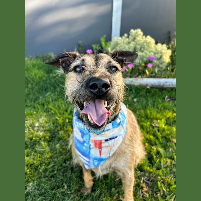 Photo of Noah *$250 Adoption Fee*