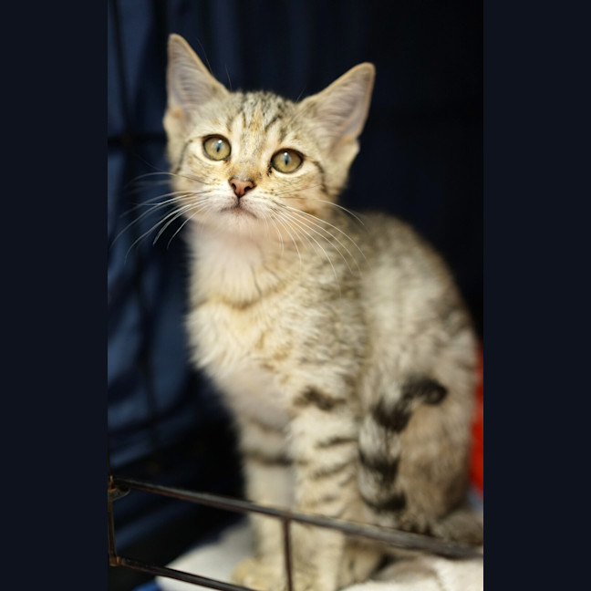 Photo of Nala 