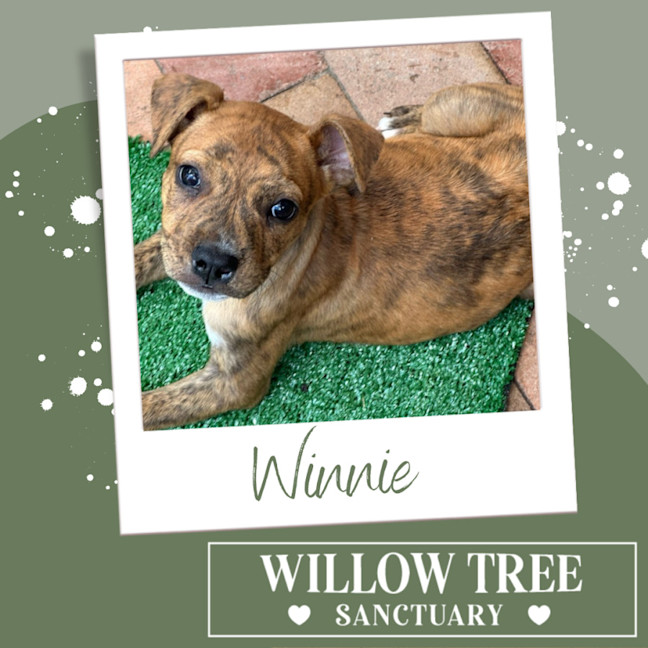 Photo of Winnie