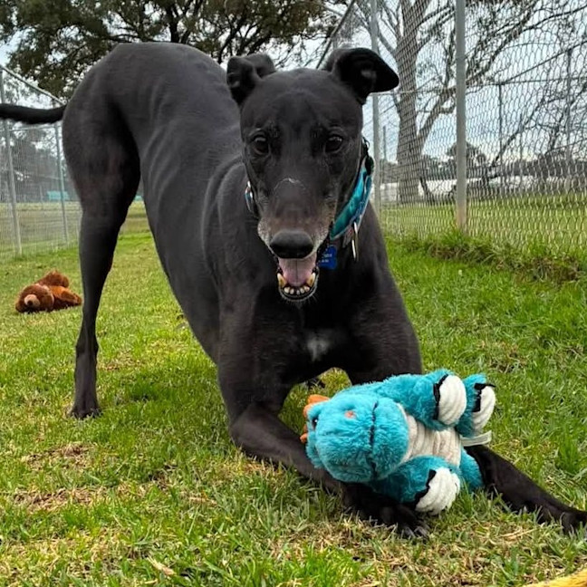 Photo of Prince (Prev. Krui) The Greyhound