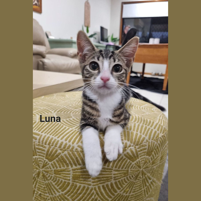 Photo of Luna