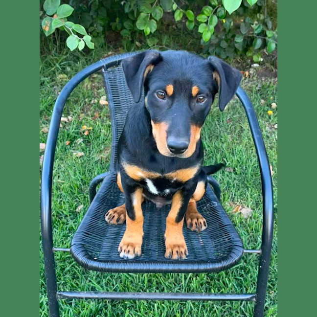 Photo of Rex