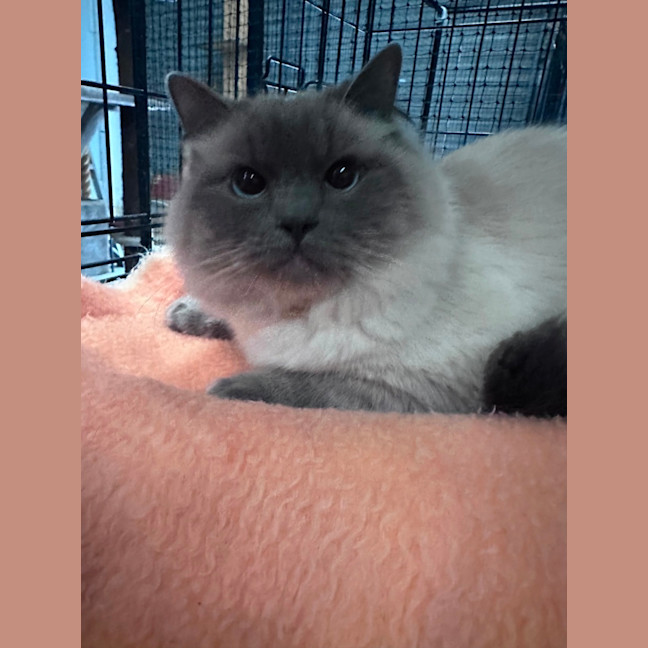 Photo of Smokey 