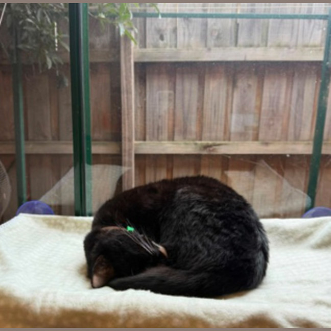 Photo of Biscuit