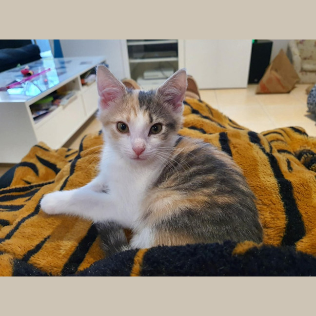 Photo of Catalina **2nd Chance Cat Rescue **
