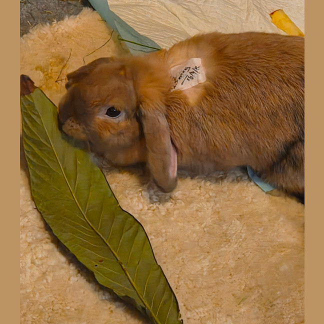 Photo of Bunbuns