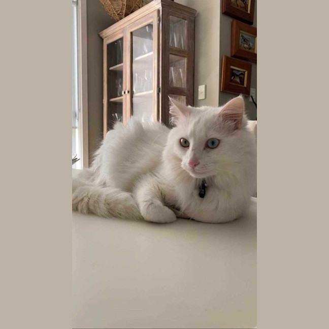 Photo of Smudge