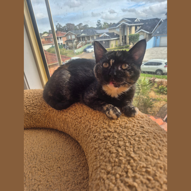 Photo of Chinnie