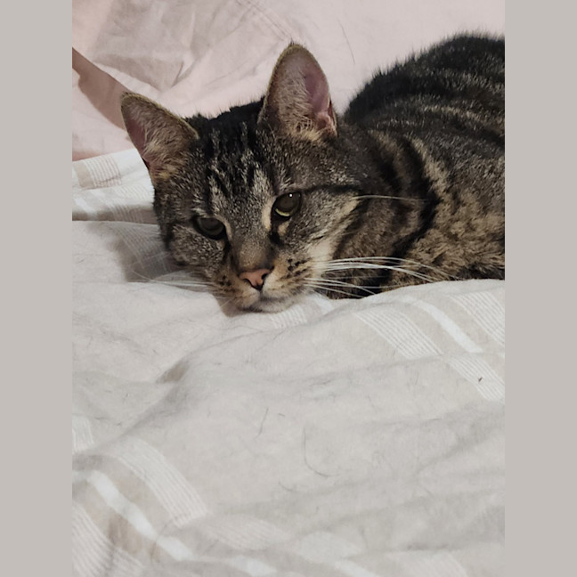 Photo of Dusty