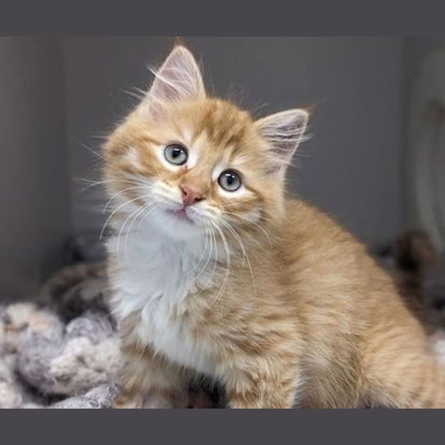 Photo of Butternut