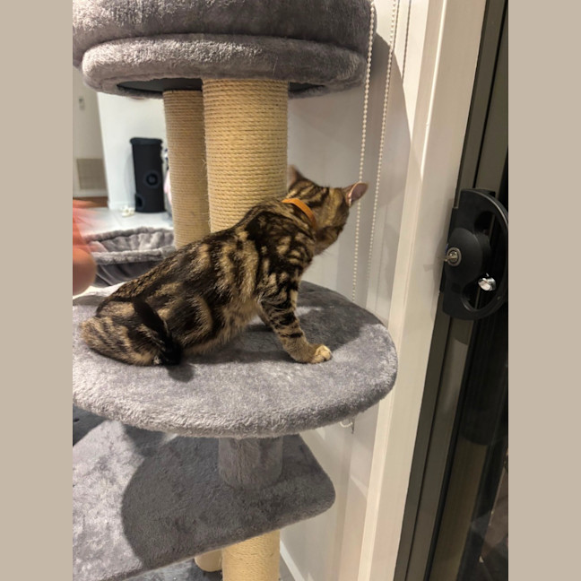 Photo of Tigger Meet Me@ Adoption Day 17/5