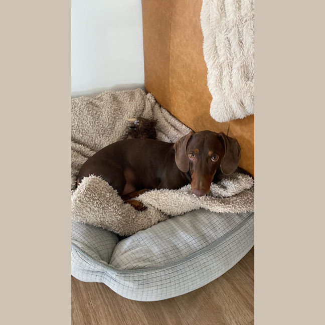 Photo of Henry