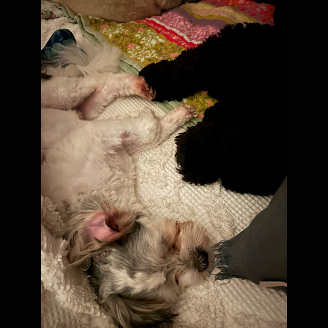 Photo of Gordy/Gordon